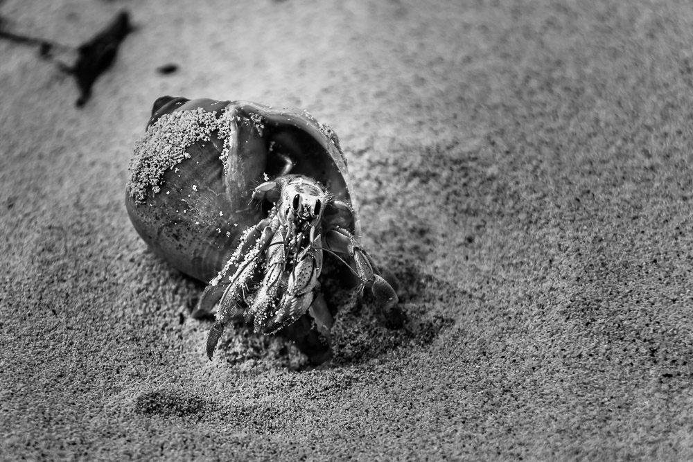 Hermit Crab in Shell
