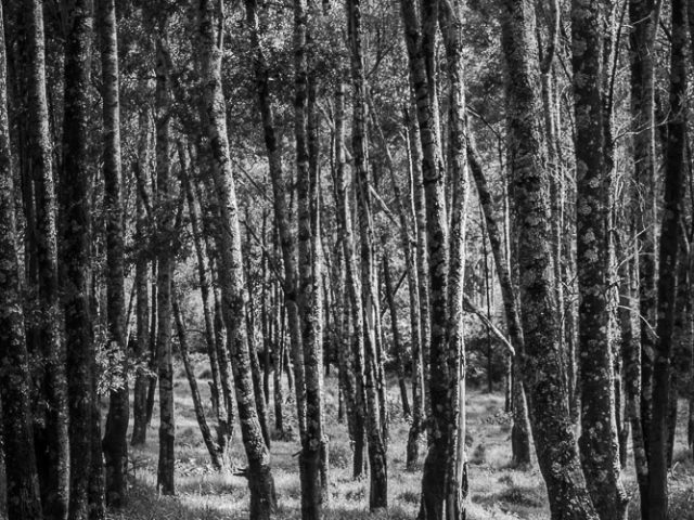 Sometimes you need to see the trees from the wood - Black and white pictures of the woods found in the Born Free Sanctuary in Ethiopia