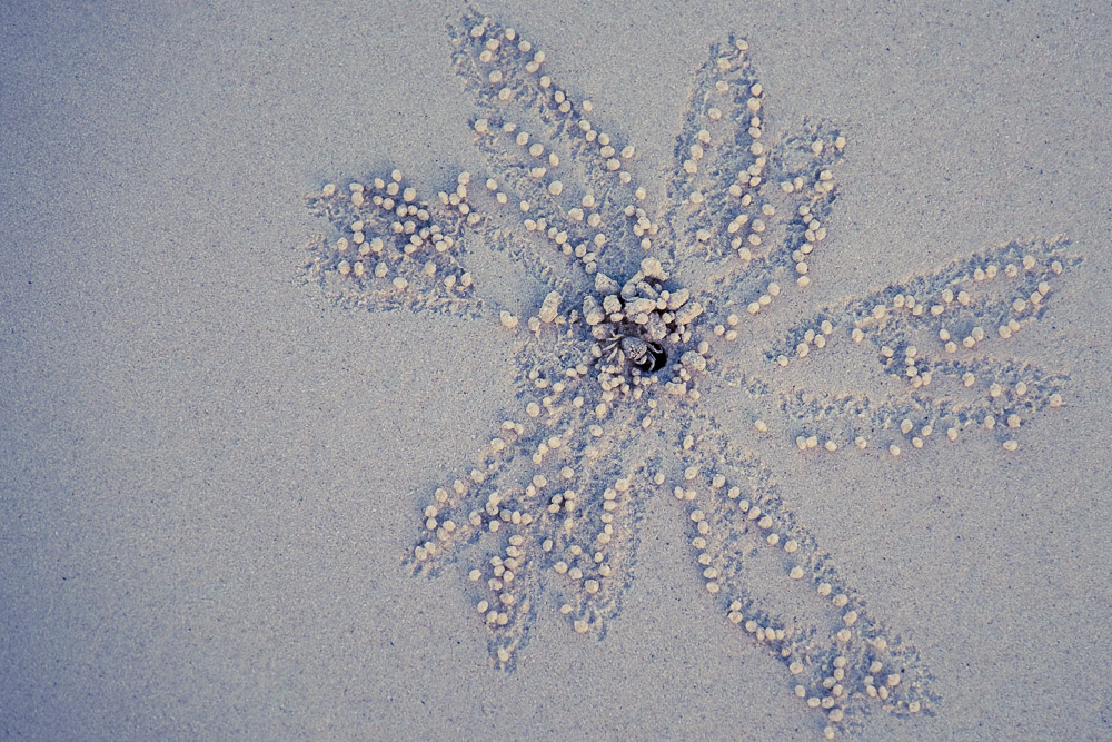 A sand blubber crab creating art as second nature on Diani Beach in Kenya