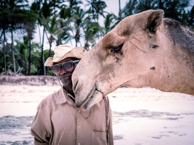 A man and his camels ~ finding connection to your subjects on the beach in Diani Beach, Kenya