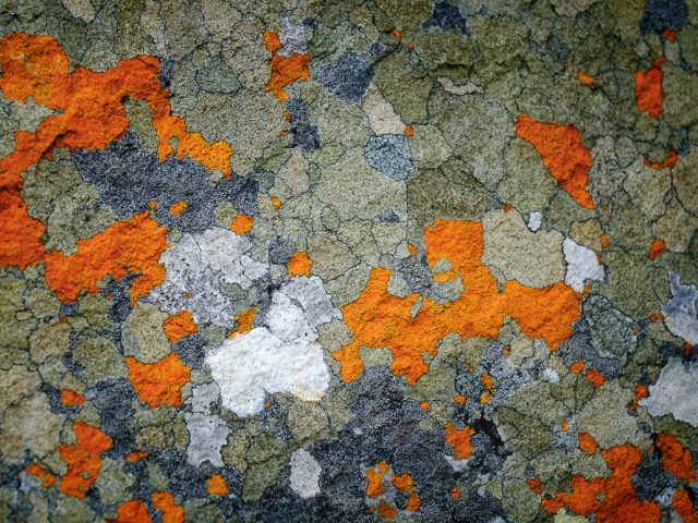 Abstract photograph of multicolored lichen on rocks at Cape Point in South Africa.