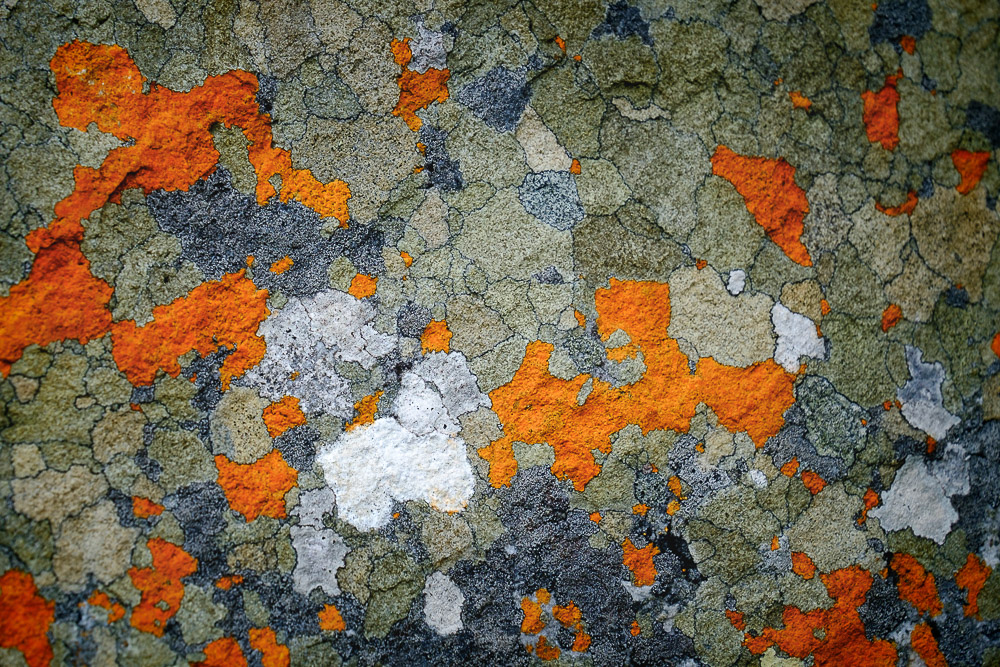 Abstract photograph of multicolored lichen on rocks at Cape Point in South Africa.