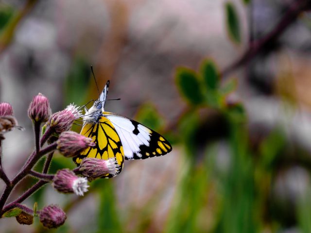 A Butterfly Up Close - A Colotis Vesta butterfly captured at Langano near Bishangari Lodge