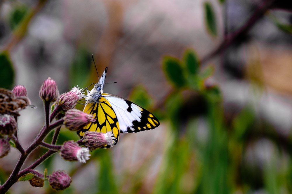A Butterfly Up Close - A Colotis Vesta butterfly captured at Langano near Bishangari Lodge